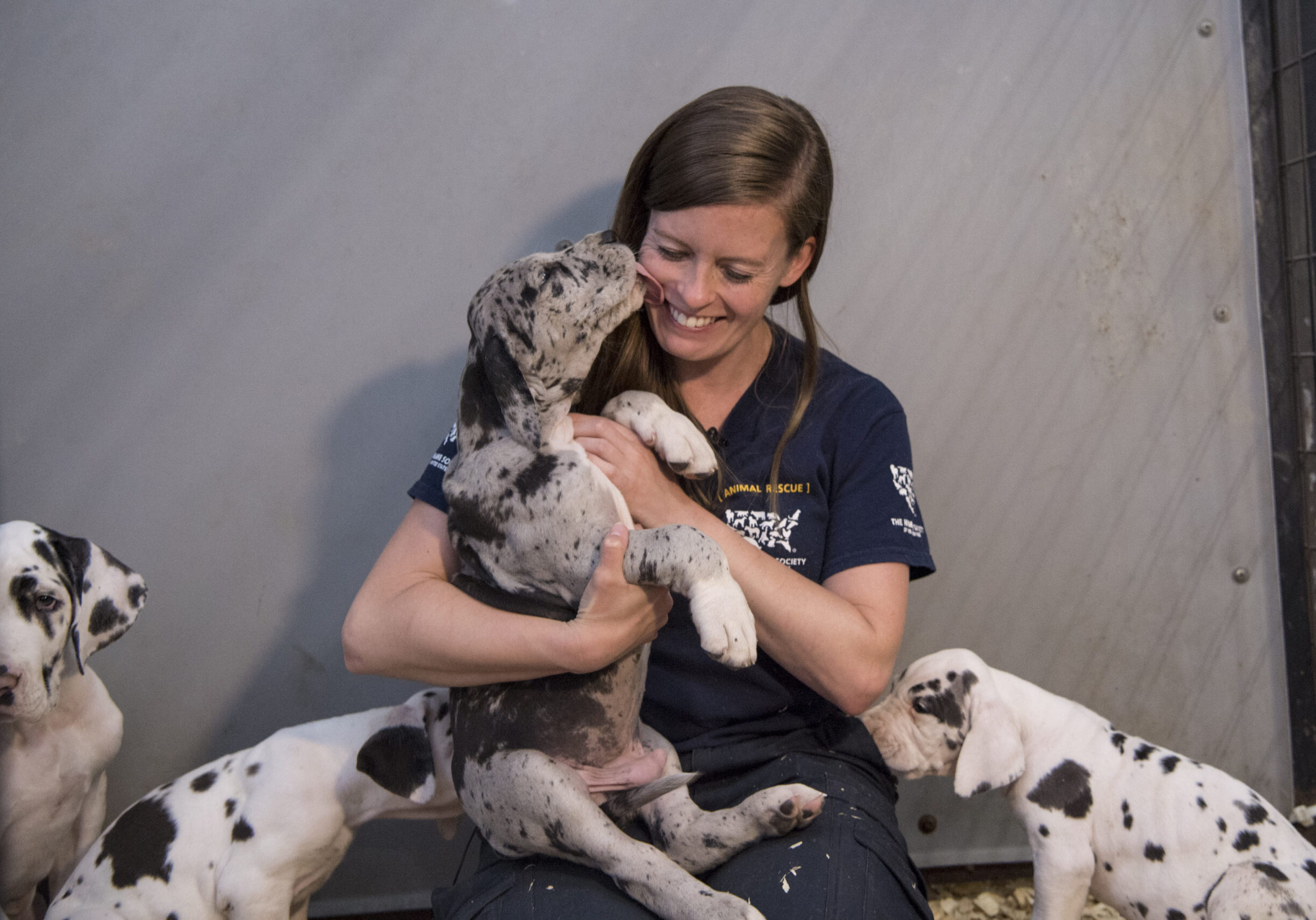 NH Puppy Mill Rescue Temp Shelter